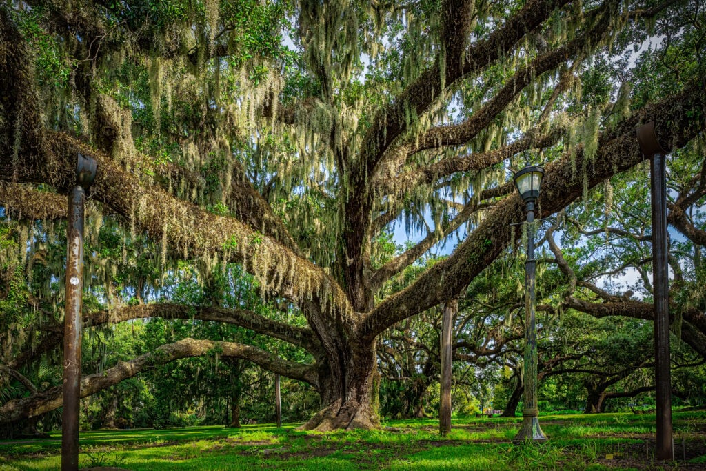 20 Must-Try Foods and Activities in New Orleans 12 A magnificent live oak tree stands majestically, its vast canopy sprawling across the landscape. The tree's enormous, twisted branches stretch out wide, draped with Spanish moss that sways gently in the breeze.